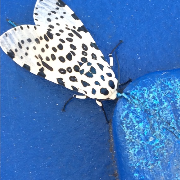 Profile Picture of Savanna Fluharty (@sflu89) on Poshmark