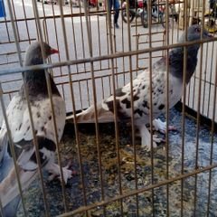 Profile Picture of Asim4444 Yildiz (@Asim4444Y) on Twitter