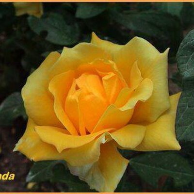 Profile Picture of Alexis Rosado (@alexisrosado5) on Twitter