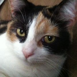 Profile Picture of Deborah Daniel (@dededan) on Pinterest