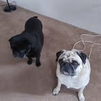 Profile Picture of Tamara Mae HilbertDenney (@tamara.denney.73) on Facebook