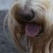 Profile Picture of Scottie Girl (@bronwynvvcj) on Pinterest