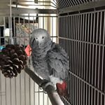 Profile Picture of Honey Scott (@kodi_african_grey_parrot) on Instagram