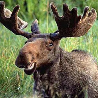 Profile Picture of Jeremiah Moose (@MooseUlini) on Facebook
