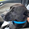Profile Picture of Beverly Scott (@@blue.collar.rescue.dog) on Tiktok
