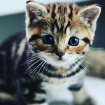 Profile Picture of dixie woods (@twisted_4life) on Instagram