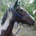 Profile Picture of Debbie Russell DeAngelis (@jezookie) on Pinterest