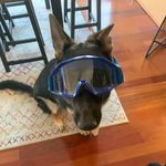 Profile Picture of Andrew Coakley (@shepherds_and_dirttrack) on Instagram