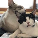 Profile Picture of Mike & Marysia (@kotek.ua.pl) on Instagram