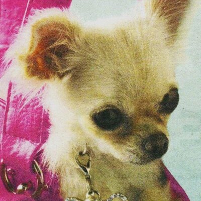 Profile Picture of Sharon Reid (@shari16) on Twitter