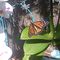 Profile Picture of Mandy Forth Mineau (@Mandy-Forth-Mineau) on Facebook