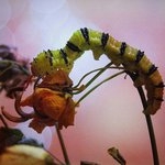 Profile Picture of Bo Baird (@bobaird) on Instagram