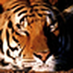 Profile Picture of James Reynolds (@Sleeping Tiger Photo Works) on Flickr