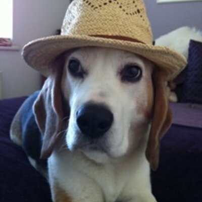 Profile Picture of Wilhelm Beagle (@WilattheHelm) on Twitter