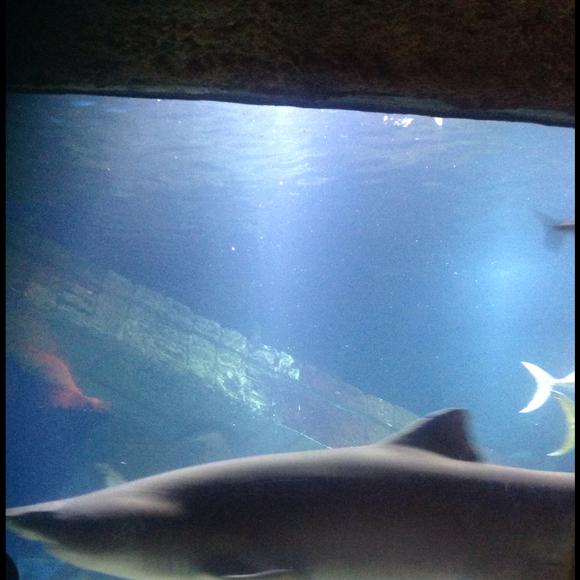 Profile Picture of Anjali Jagessar (@anjalijagessar) on Poshmark