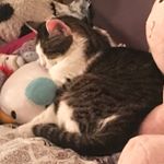 Profile Picture of Gabrielle Robbins (@ms.gabby_cat25) on Instagram