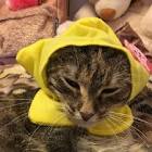 Profile Picture of   Pruteanu Tiffany... (@tiffanysicarmen) on Tiktok