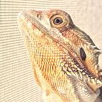 Profile Picture of Matt Culbertson (@macsmeagol) on Instagram