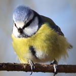 Profile Picture of Adam Brownlee (@adambla1r) on Instagram