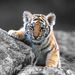Profile Picture of Danielle Rittenberry (@danielle78109) on Pinterest