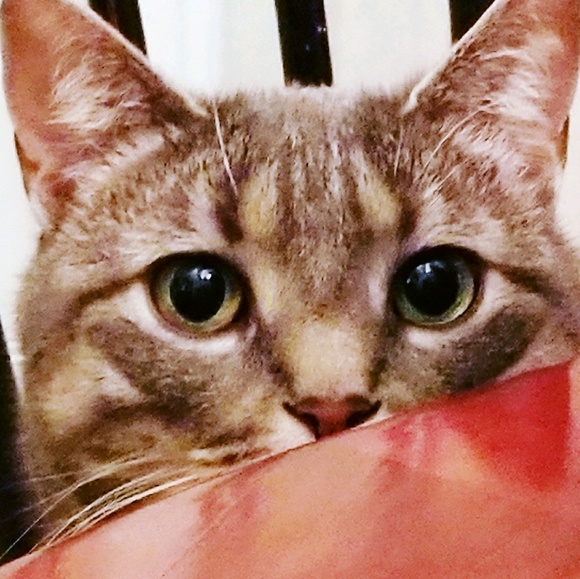 Profile Picture of Lori Zimmerman (@lorijz) on Poshmark