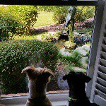 Profile Picture of Rod Howard (@roddyhoward) on Instagram