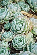 Profile Picture of Echeveria - Wikipediaon Wikipedia