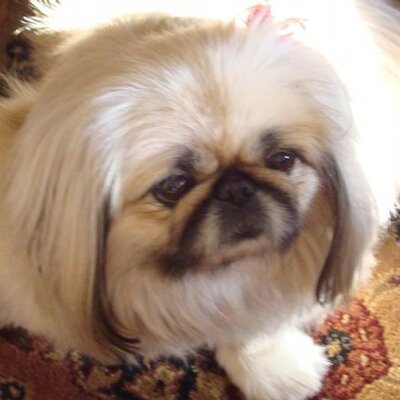 Profile Picture of Leo Pappalardo (@lpappala) on Twitter