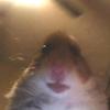 Profile Picture of Dennis Poppy (@@dennispoppy) on Tiktok