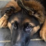 Profile Picture of Vicky Clifford (@vicky.missen) on Instagram