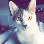 Profile Picture of Michael Margolies (@mikeymargolies) on Instagram