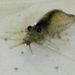 Profile Picture of EcheronSink (@EcheronSink) on Pinterest