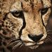 Profile Picture of Lori Simonelli (@Lori-Simonelli) on Facebook