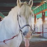 Profile Picture of Steady Strides Riding Center (@steadystridesriding) on Instagram