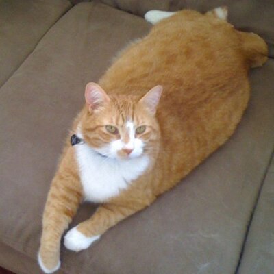 Brandon Batchelor - Twitter Profile Picture of Brandon Batchelor (@Batch_of_NOMS) on Twitter