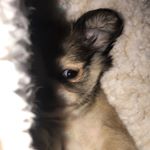 Profile Picture of roscoe max savage (@roscoe.maxiscoolerthanu) on Instagram