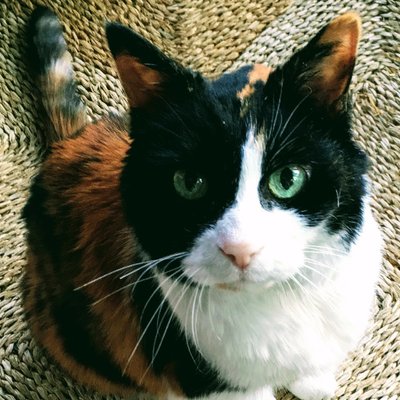 Profile Picture of Pollcat (@pollcat) on Twitter