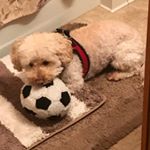 Profile Picture of Brian (@b._.reding) on Instagram