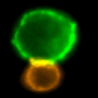 Profile Picture of Iain Fraser Cytometry Centre (@ifcc_uoa) on Twitter