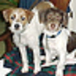 Profile Picture of David Schmidt (@thedavidschmidt) on Flickr