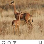 Profile Picture of serengeti wildlife foundation (@official_tony_bright) on Instagram