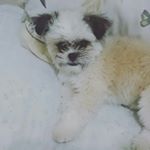 Profile Picture of Brian (@brian_rousseau_) on Instagram