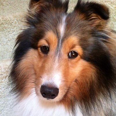 Profile Picture of Marlene Killian (@MekKillian) on Twitter