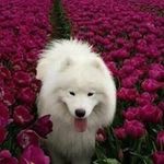 ana laura indalecio de castro - Instagram Profile Picture of ana laura indalecio de castro (@analauraindaleciode) on Instagram