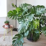 Profile Picture of Jardineria La Monstera (@jardineria_la_monstera) on Instagram