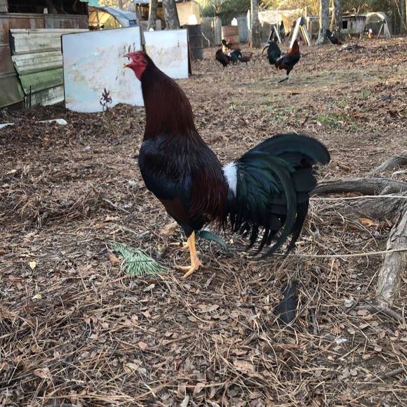 Lucas Galloway - Poshmark Profile Picture of Lucas Galloway (@lucasgalloway) on Poshmark