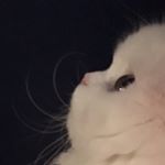 Profile Picture of Bubbers (@mugzonbubz) on Instagram