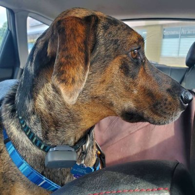 Profile Picture of Mandy Loves Books, Dogs, And Wine (@LibrarianMandyH) on Twitter