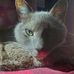 Profile Picture of Debra Alleva (@debra.alleva.1) on Facebook