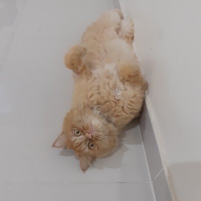 Profile Picture of Azza Abdalla (@Azzaabdalla89) on Twitter